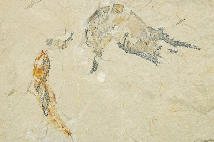Fossil Fish and Shrimp Association - Hjoula, Lebanon #375791